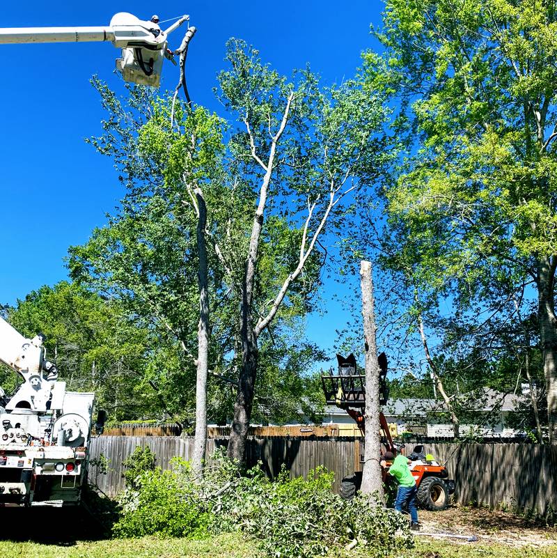 Bucket truck reaching over a wooden backyard fence toward a tall bare trunk while a worker in a high-vis shirt stands among cut limbs