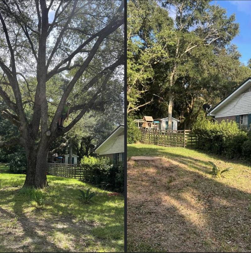 Side-by-side photos of one yard: on the left a large spreading tree, on the right the same yard cleared and graded with bare soil