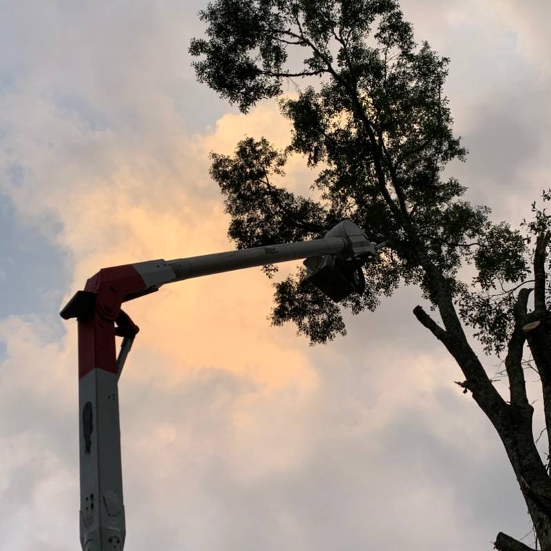 Red and white boom and bucket against an evening sky under a tree canopy