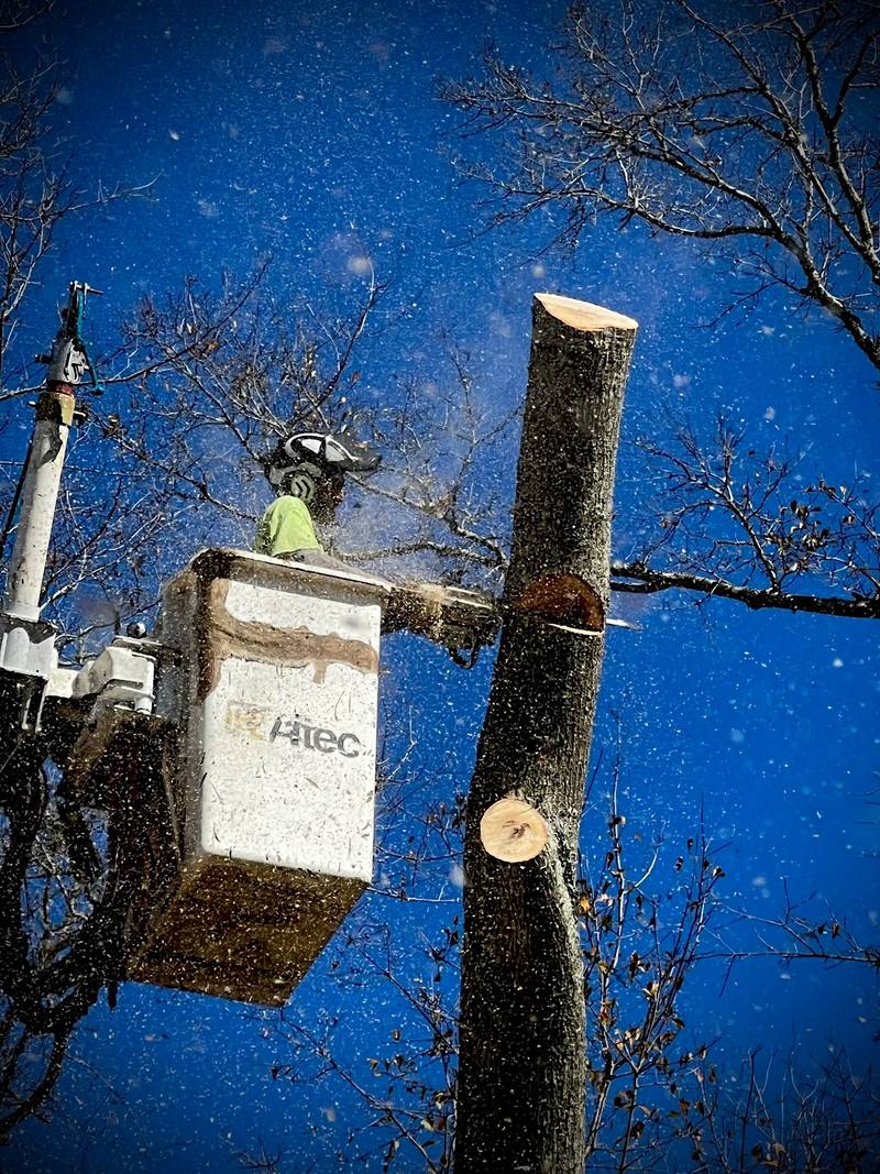 Worker in a bucket cutting a bare trunk down in sections with sawdust in the air