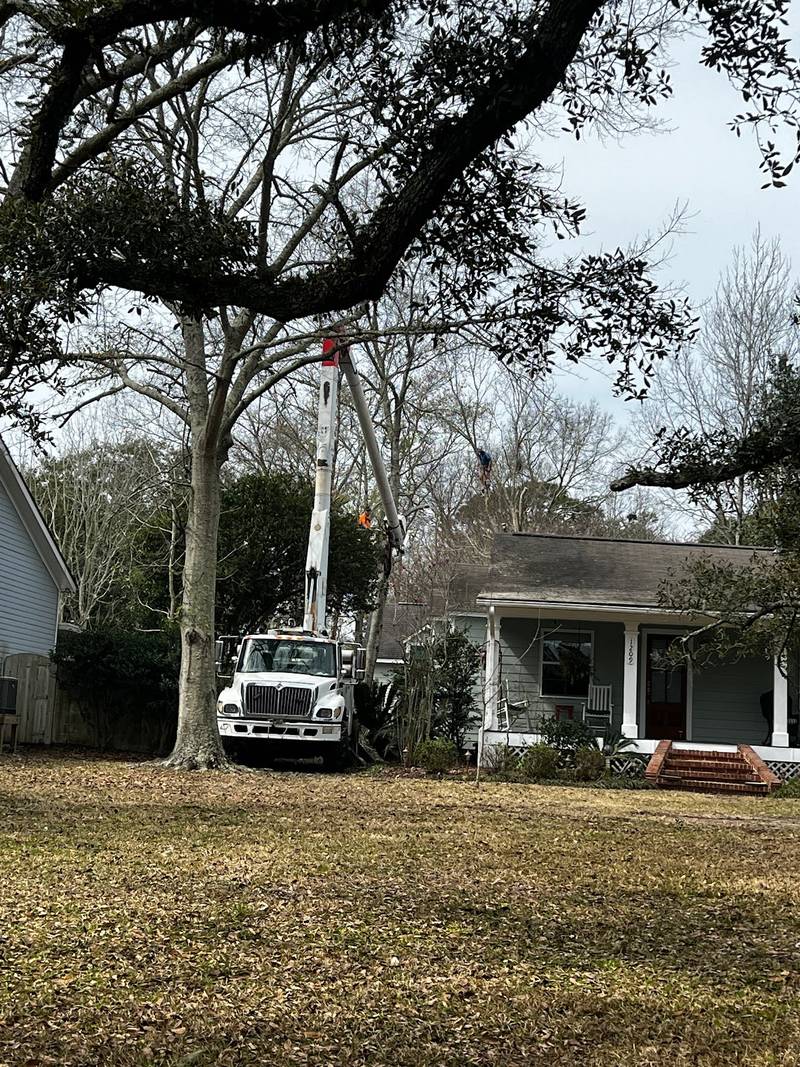 Bucket truck in a front yard with its boom up in a large tree beside a white house