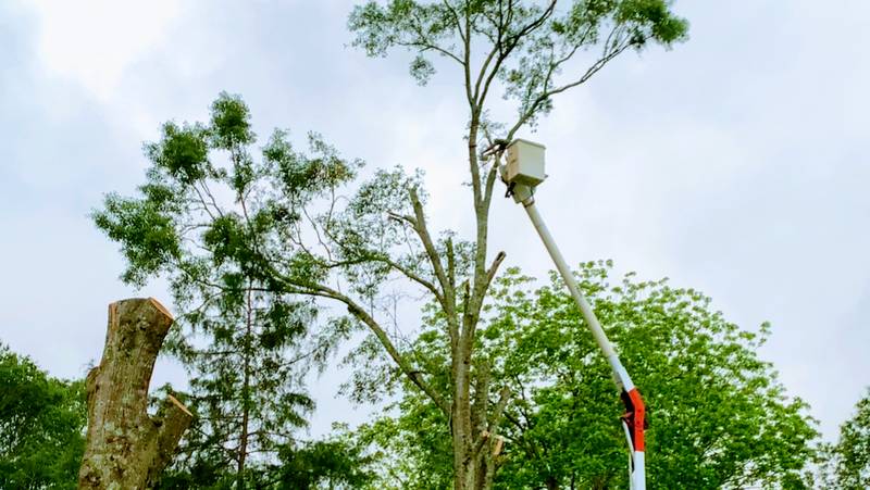 Bucket on a white boom next to a tall trunk, with a cut-off trunk in the foreground