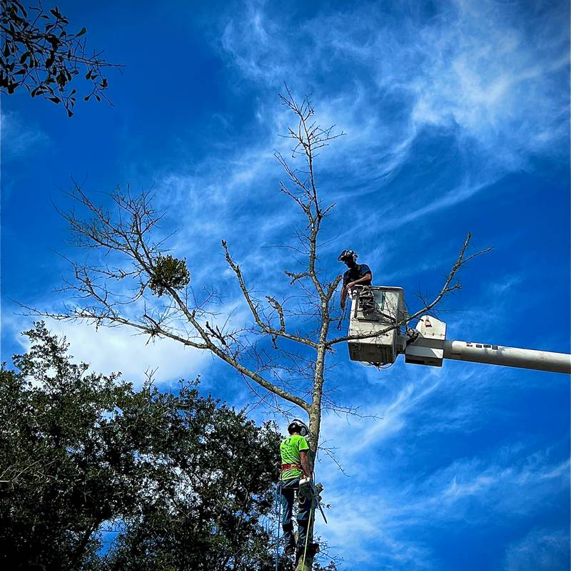 Climber in high-vis on a bare tree trunk with the bucket beside him under a deep blue sky