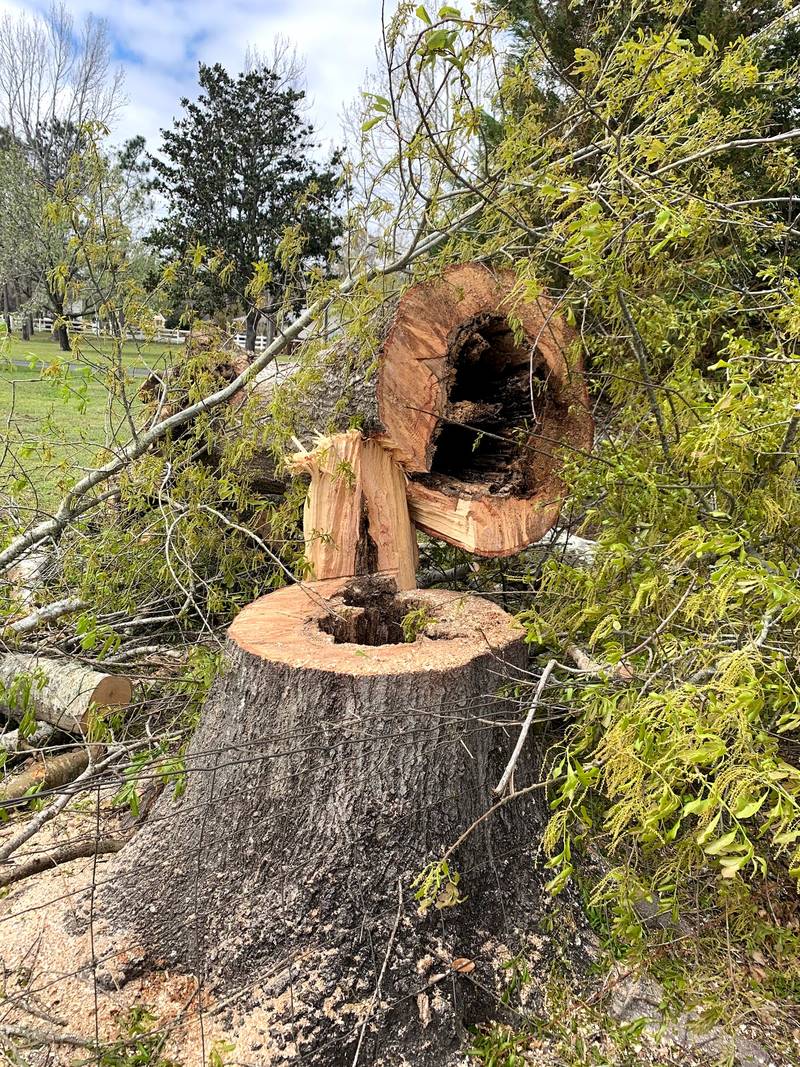 Wide freshly cut stump with the hollow base of the felled trunk lying beside it among green branches