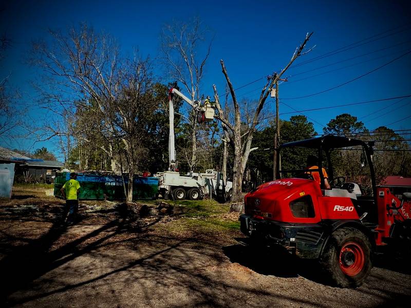 Red compact loader in the foreground with two bucket trucks working on bare trees behind it