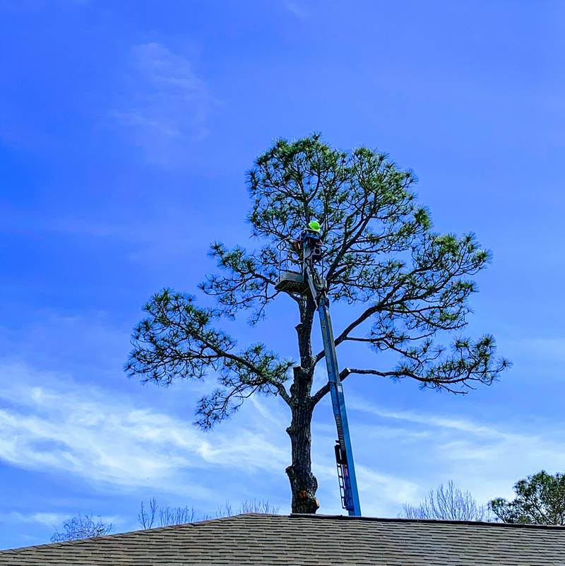Climber high in a tall pine above a house roofline against a blue sky